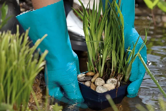 Person mit Handschuhen setzt Pflanze ins Wasser
